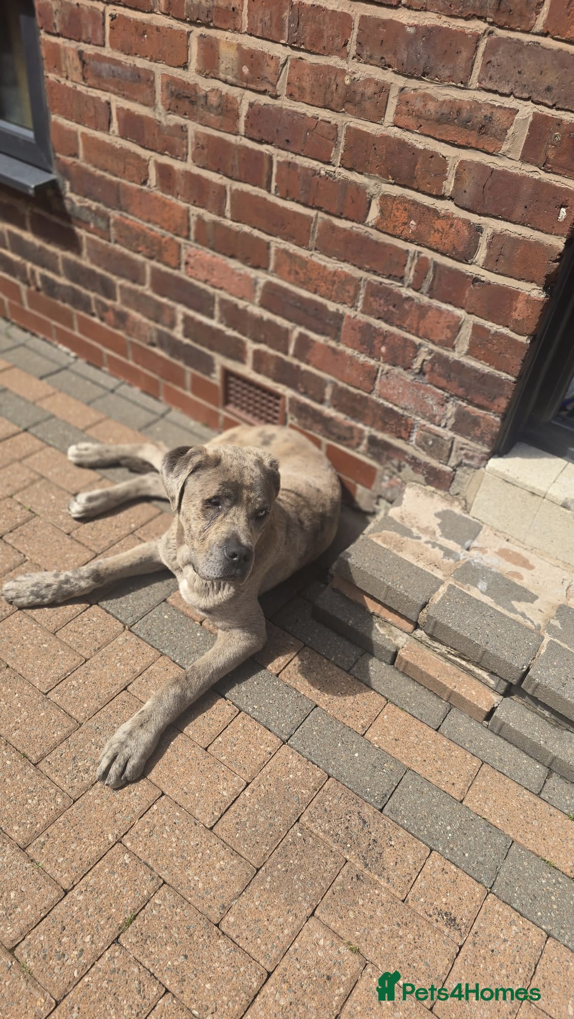 Cane Corso dogs for sale: Beautiful cane corso Male - Advert 1