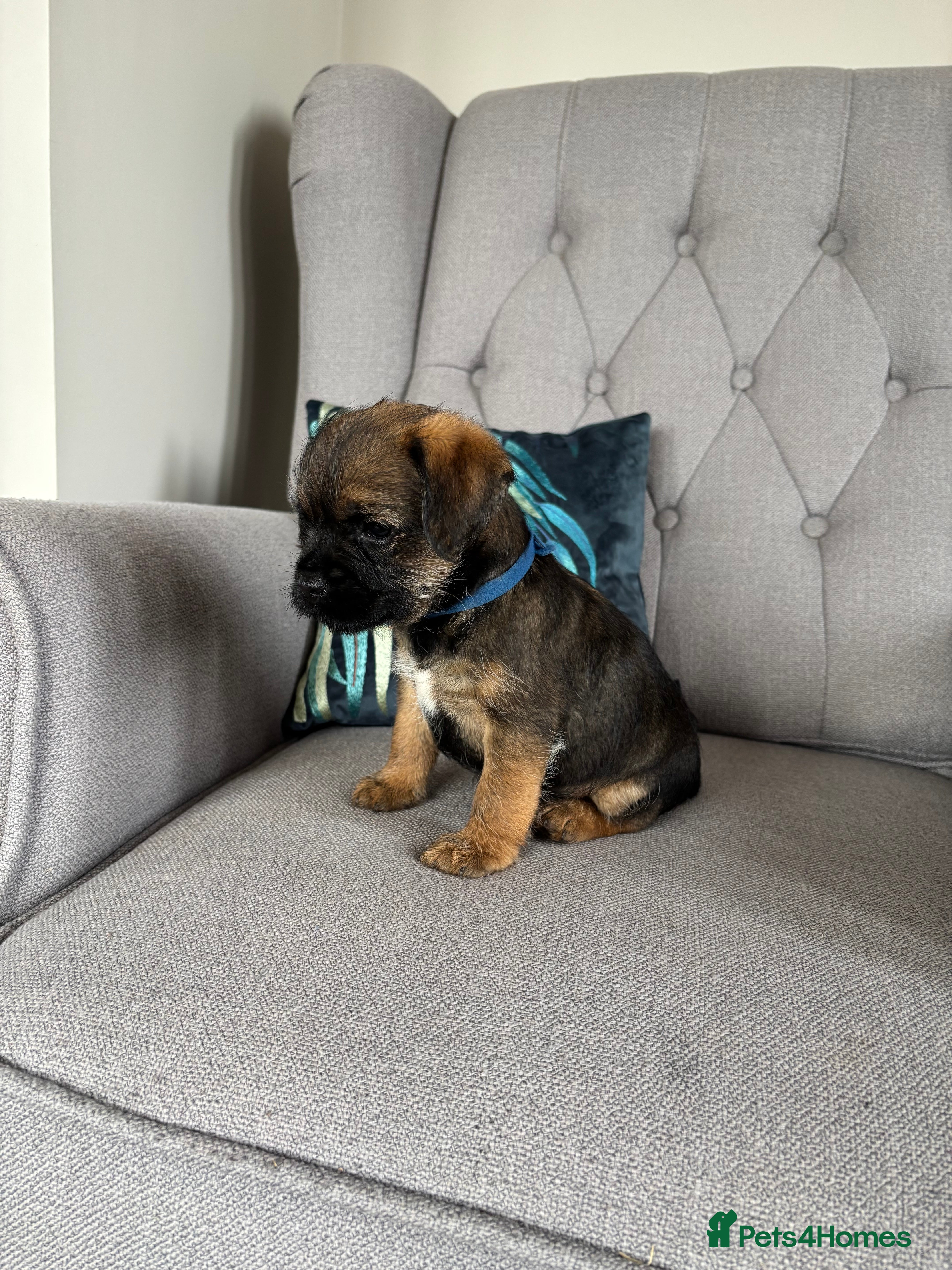 Border Terrier dogs Pedigree K C Reg Border Terrier Puppies  - Advert 4