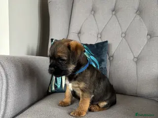 Border Terrier dogs Pedigree K C Reg Border Terrier Puppies - Advert 4