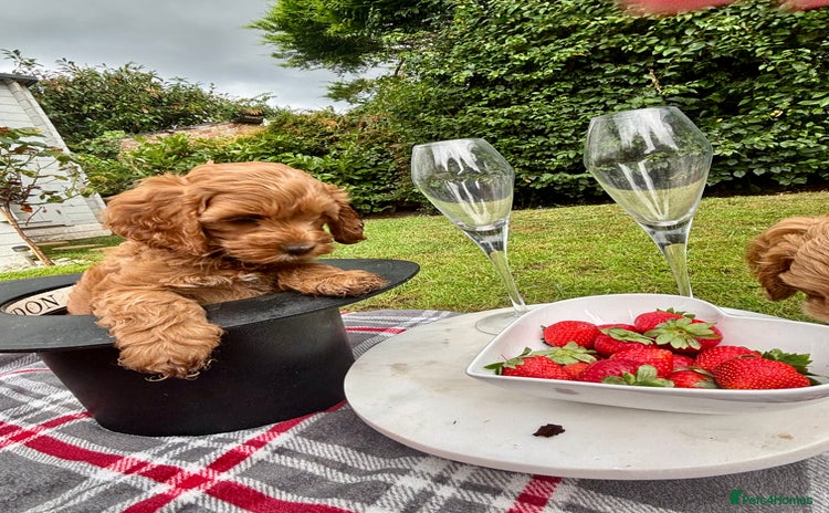 Cockapoo dogs - Advert 2