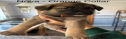 German Shepherd dogs for sale: Pure pedigree KC registered German shepard puppies - Advert 10