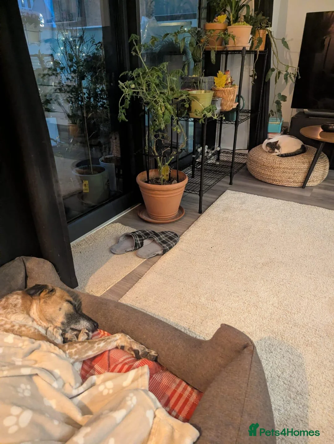 Mixed Breed cats for adoption: ANAKIN HAPPY FRIEND WITH DOG - NeuteredCuddly Calm - Advert 2