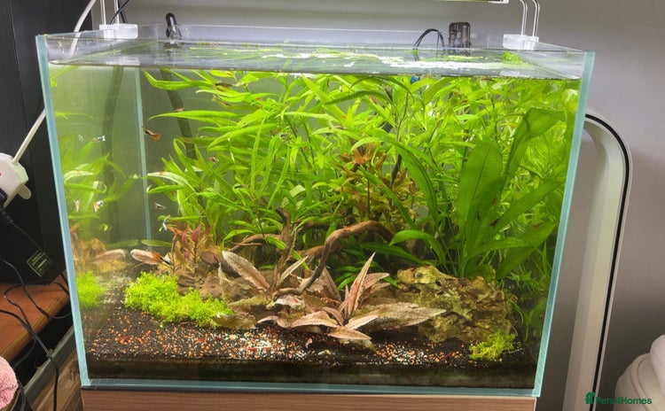 Live Bearers fish - Advert 1