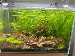 Live Bearers fish - Advert 27