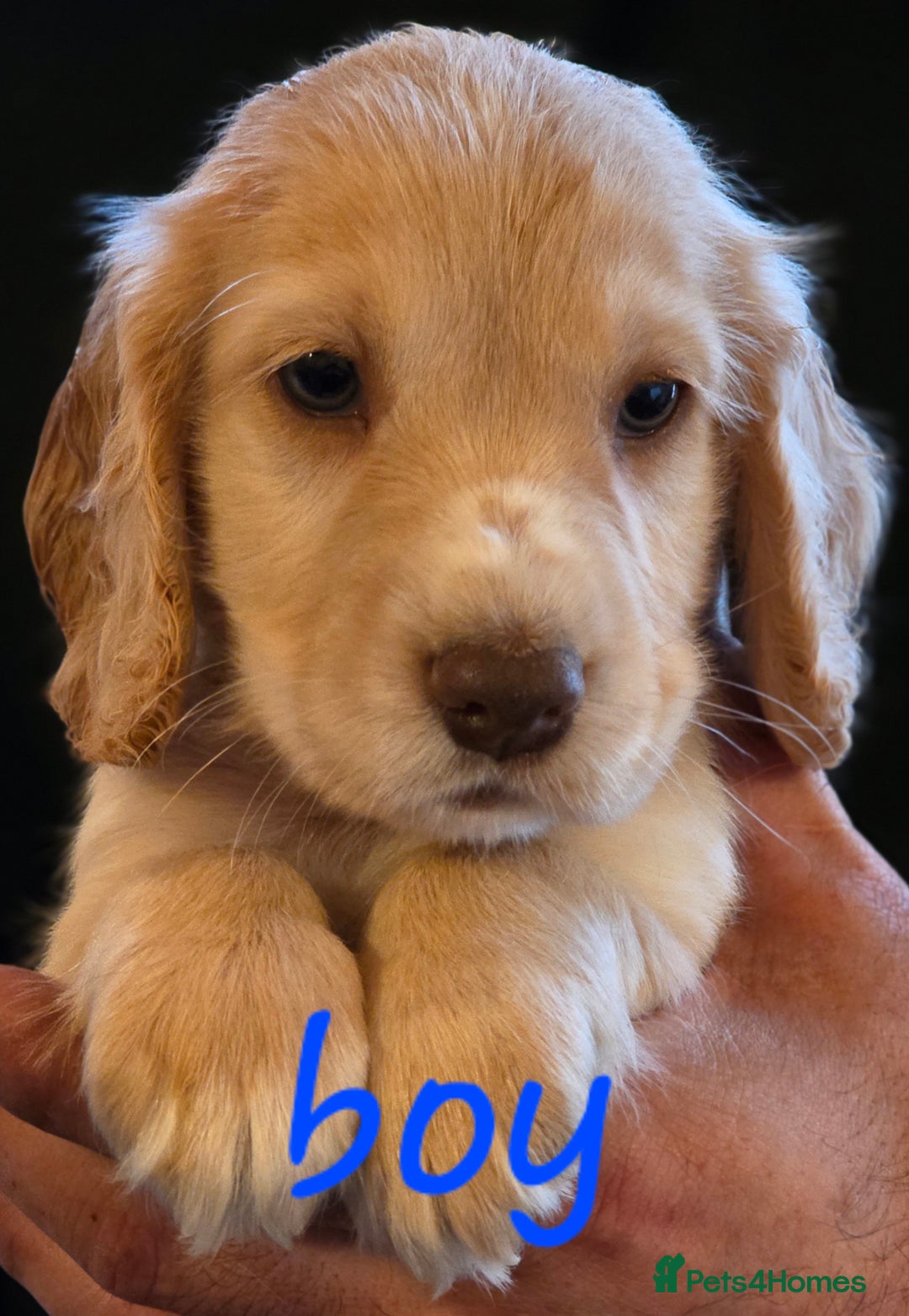 Cocker Spaniel dogs for sale: working cocker spaniel pups - Image 2