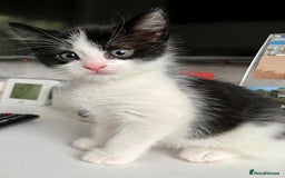 British Shorthair cats for sale: Male,Female  - Image 1