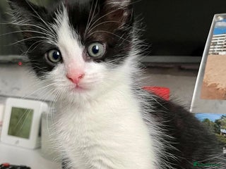 British Shorthair cats - Advert 2