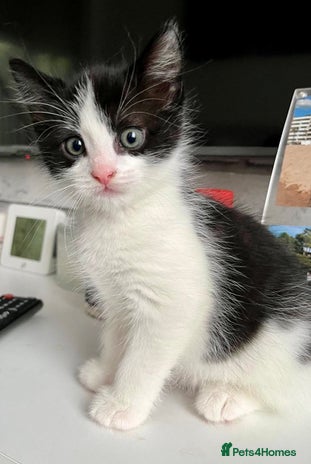 British Shorthair cats - Advert 11