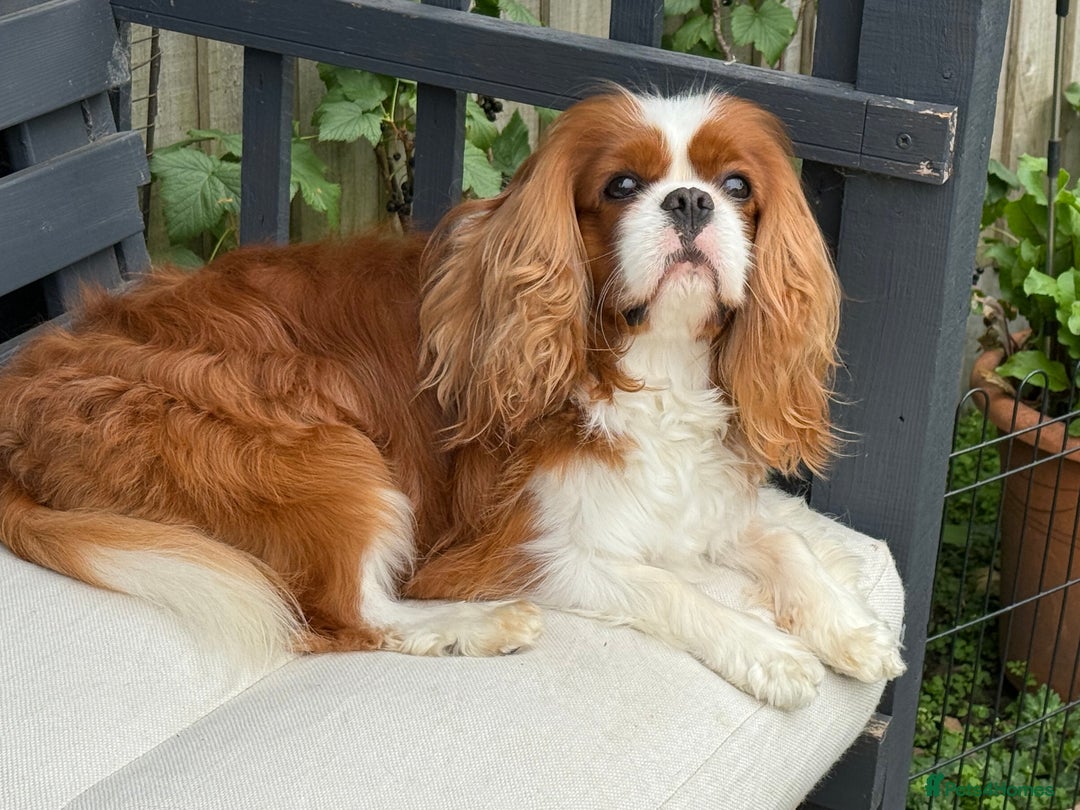 Cavalier King Charles Spaniel dogs for stud: KC Reg Health Tested Excellent Pedigrees for STUD in Nottingham - Image 37