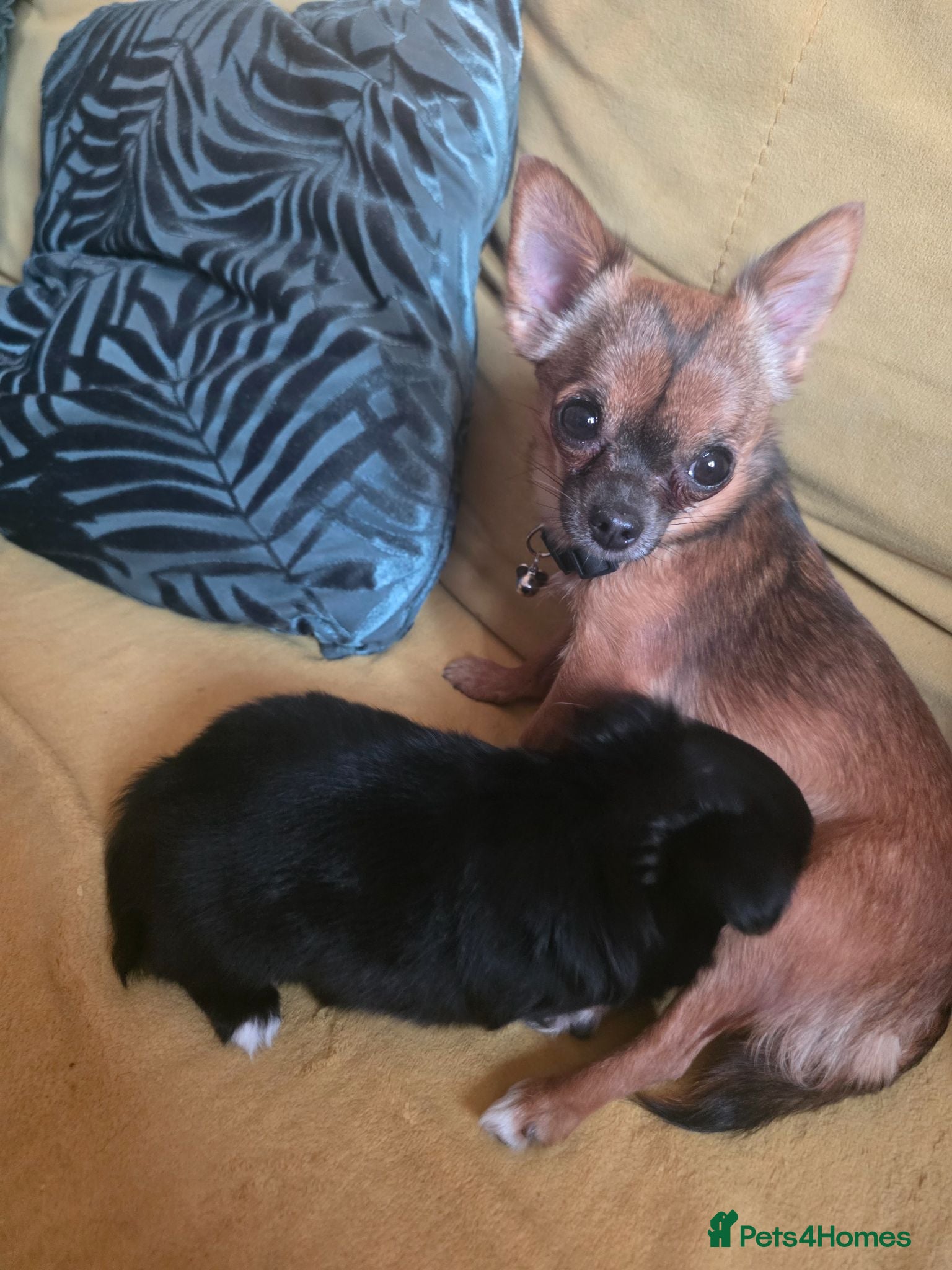 Chihuahua dogs Very small female Chihuahua for sale - Advert 13