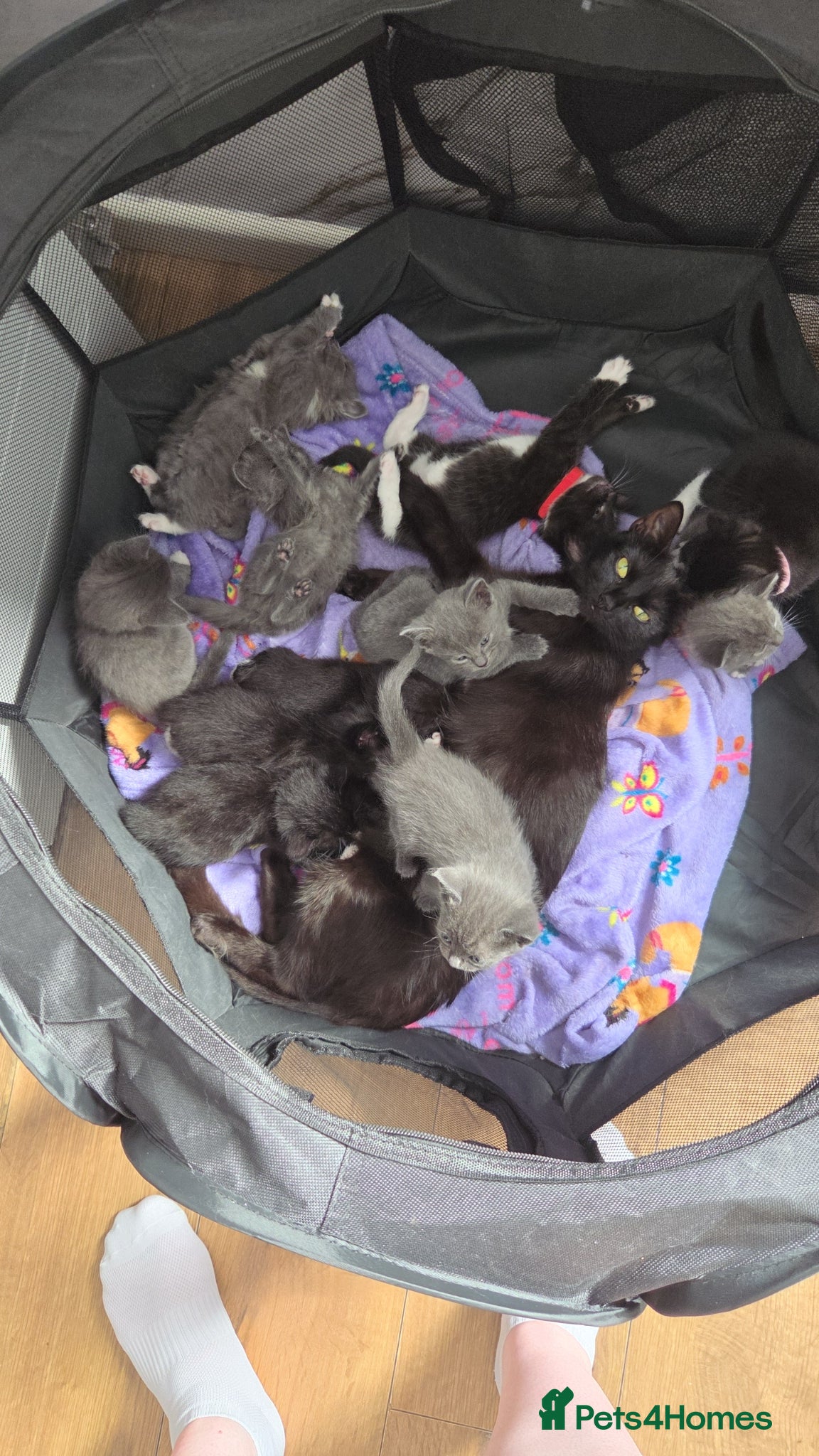 Mixed Breed cats for sale: 5 black and white kittens for sale - Advert 6