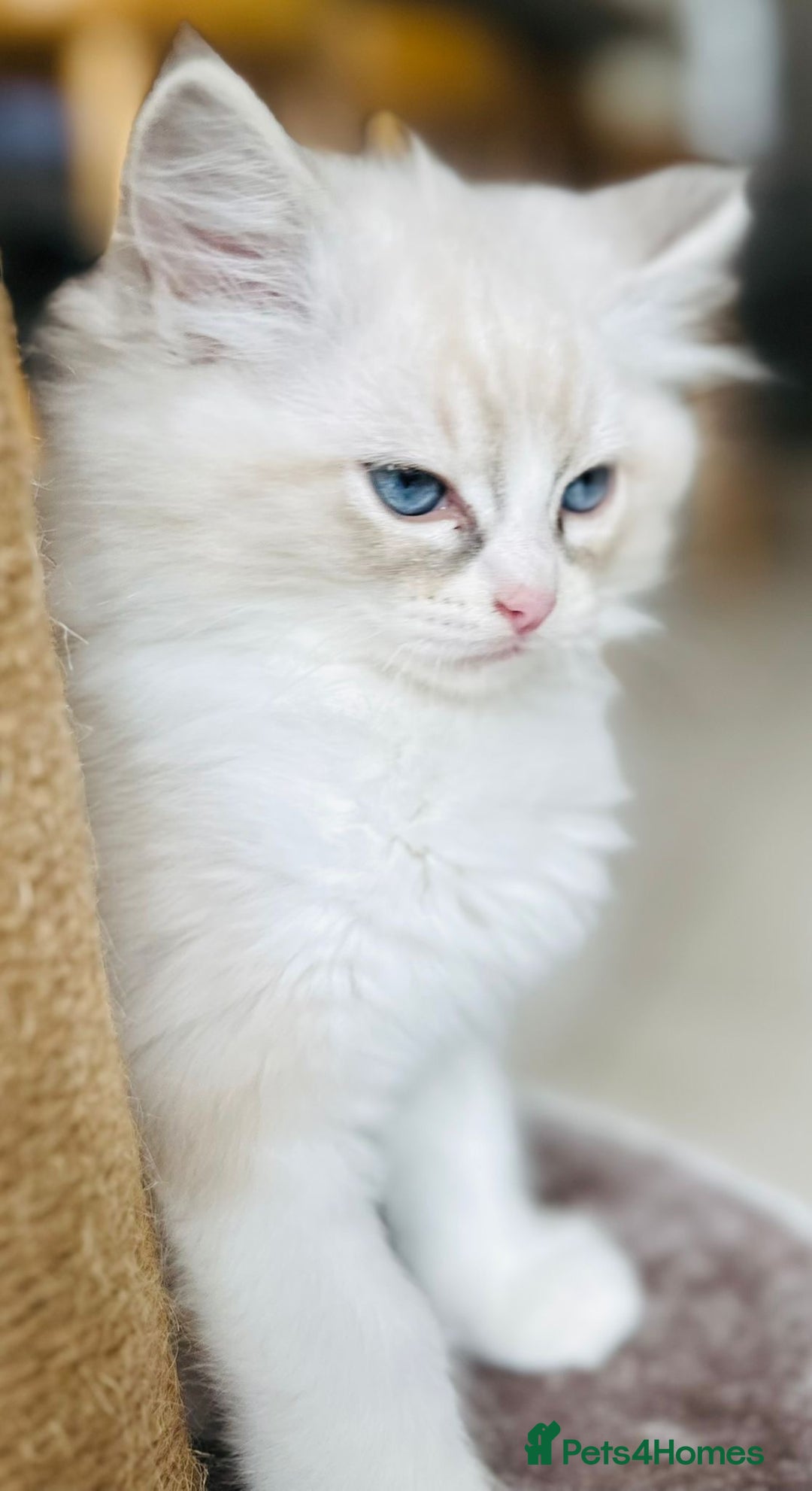 Ragdoll cats for stud: TICA RAGDOLL STUD CAT FOR SALE GRAND EUR CHAMP BL! - Image 18