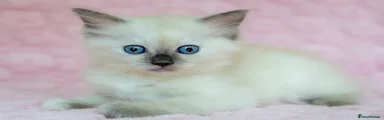 Ragdoll 4