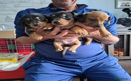 Dachshund dogs for sale: Dachshund pups  - Image 2