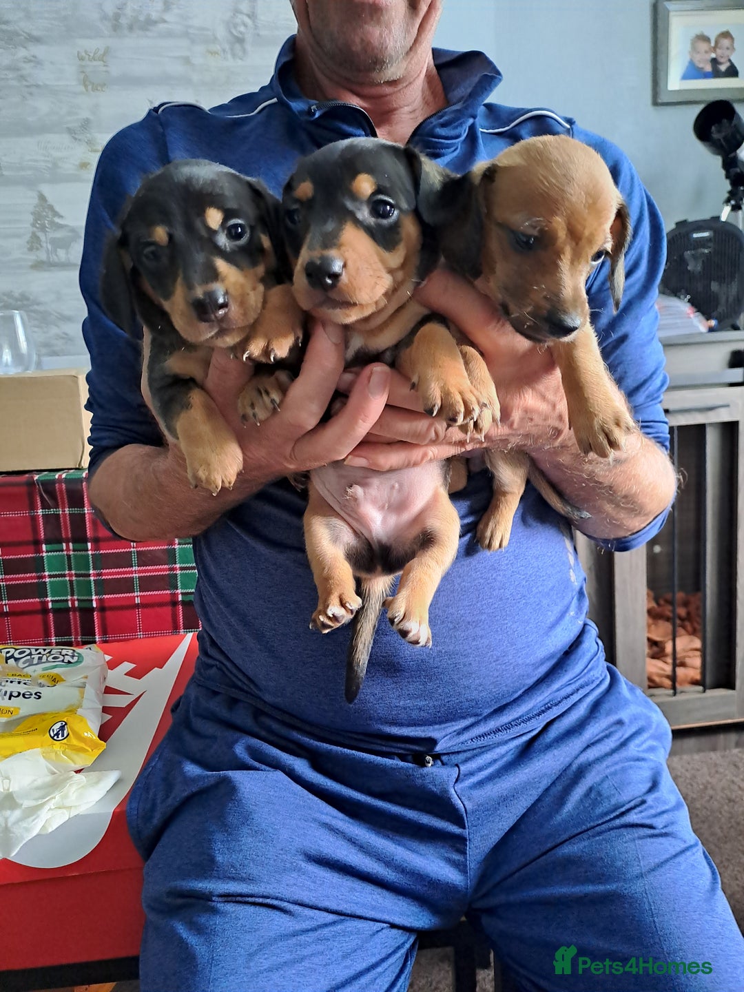 Dachshund dogs for sale: Dachshund pups  - Image 2