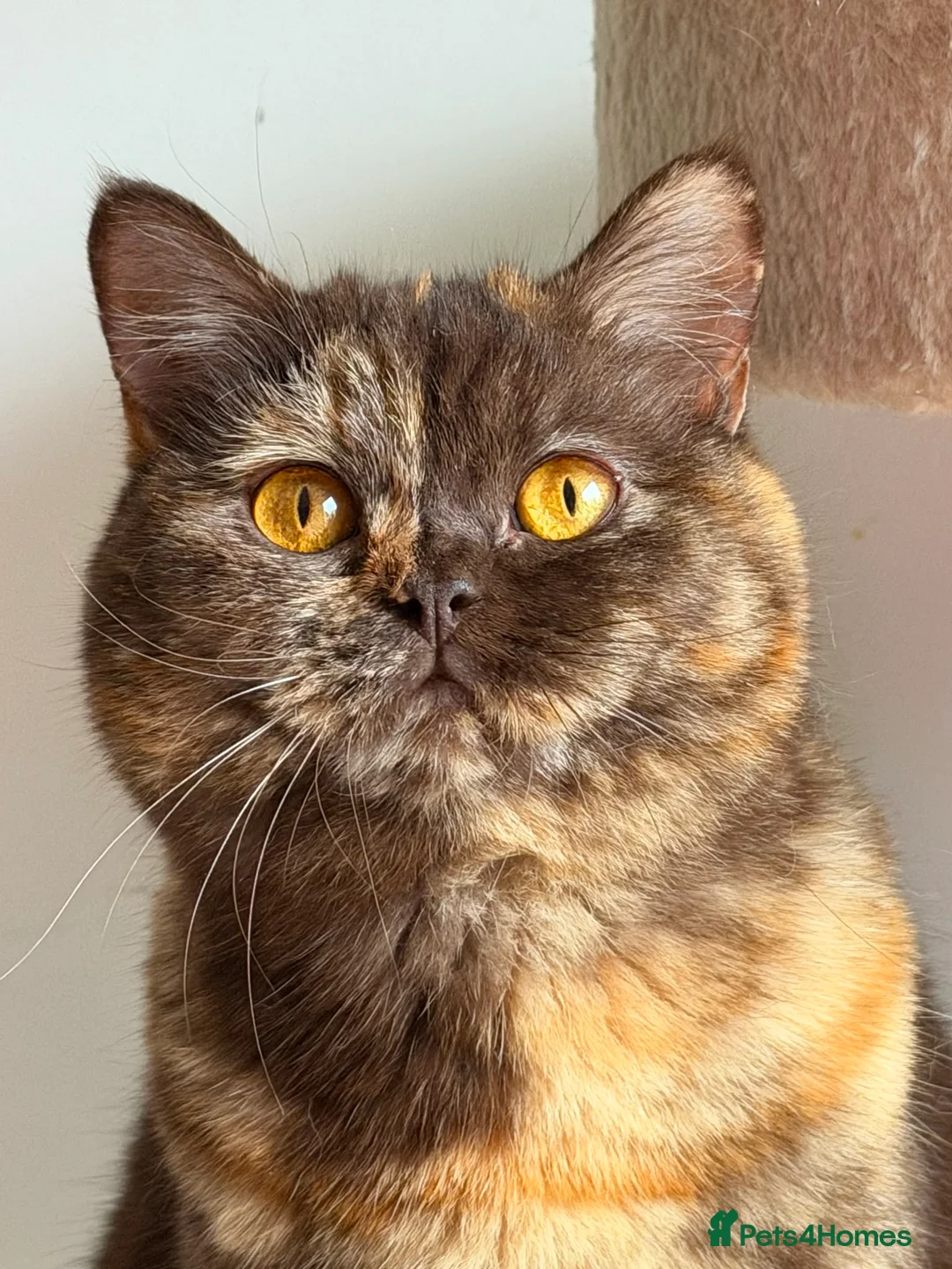 British Shorthair cats for sale: Stunning Chocolate BSH Kittens - Advert 20