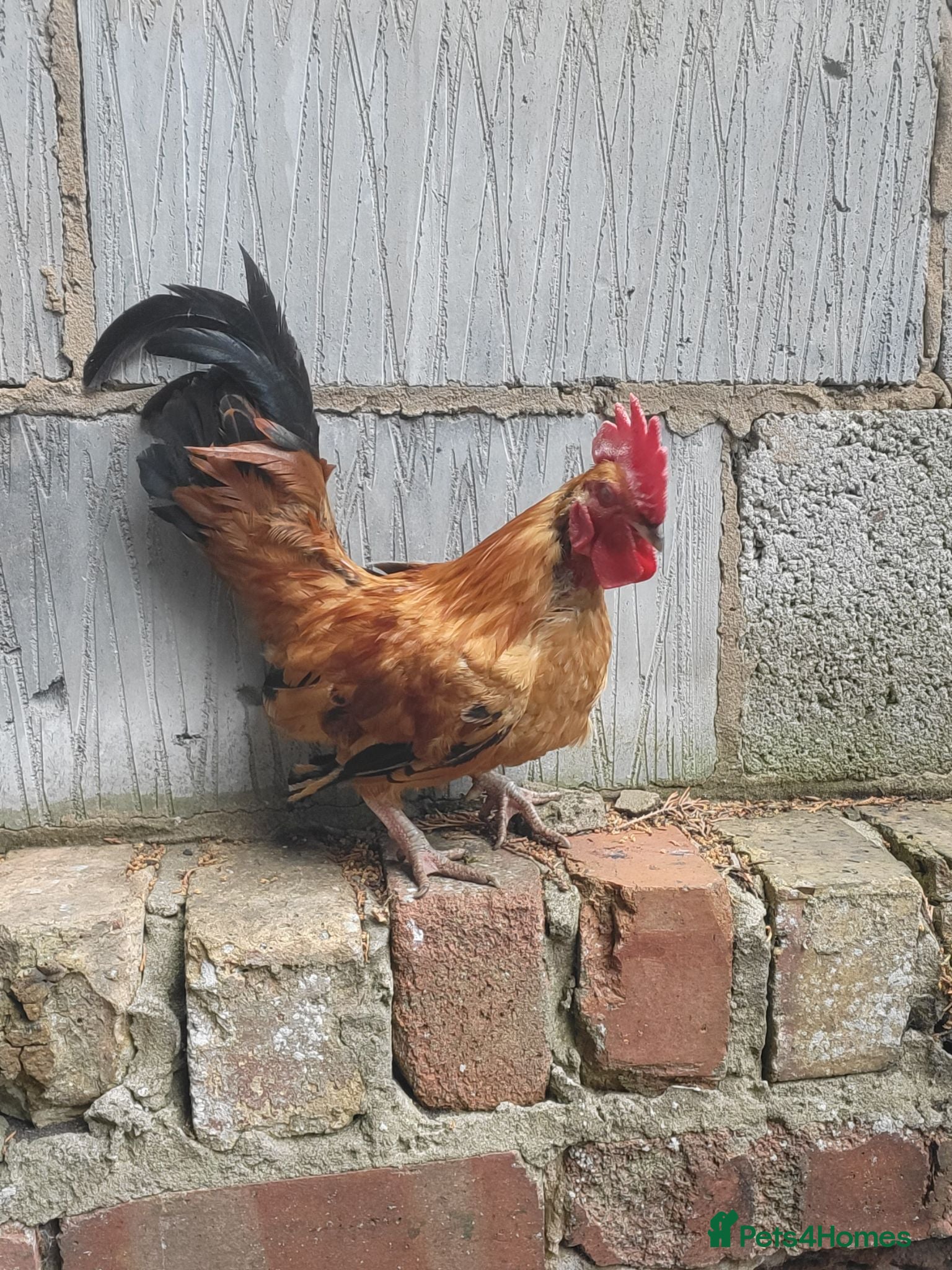 Chickens poultry 2 serama roosters  - Advert 1
