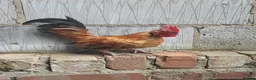 Chickens poultry for sale: 2 serama roosters  in Grimsby - Advert 1