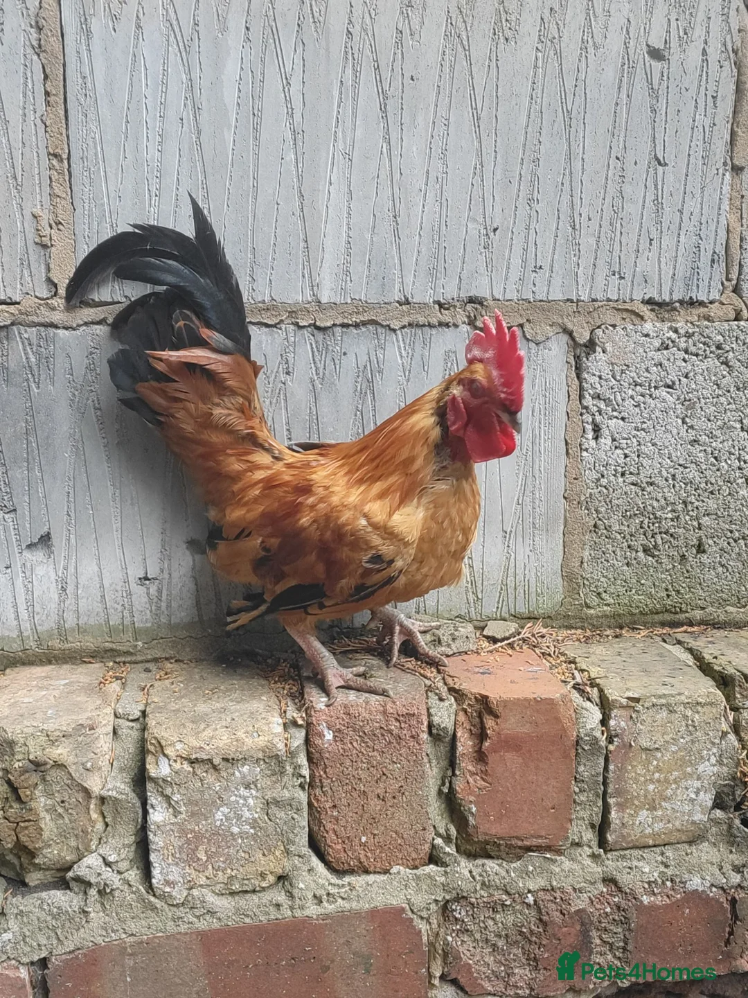 Chickens poultry for sale: 2 serama roosters  in Grimsby - Advert 1