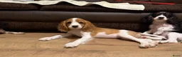 Cockalier dogs for sale: Beautiful litter ready to leave now 💕 - Advert 13