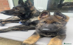German Shepherd dogs for sale: German Shepherd Puppies-Trained Protection Parents - Image 6