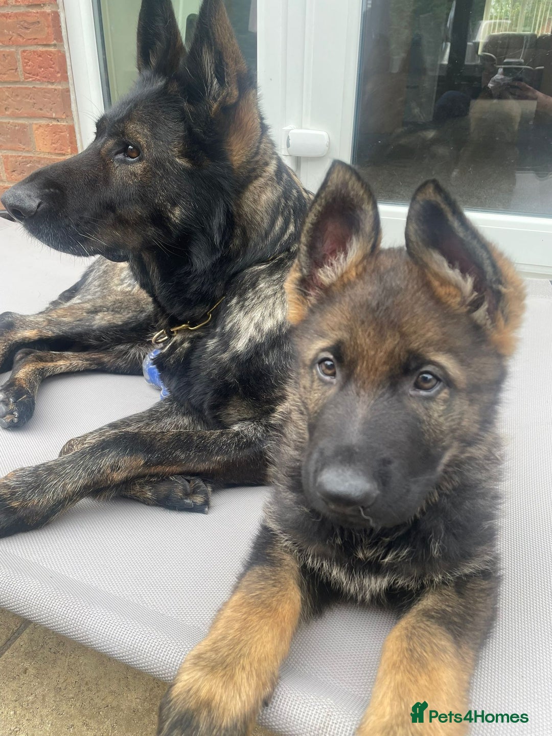 German Shepherd dogs for sale: German Shepherd Puppies-Trained Protection Parents - Image 6