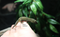 Gecko reptiles for sale: Eurydactylodes vieillardi - Chameleon gecko - Image 2