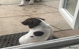 German Shorthaired Pointer dogs for sale: German shorthaired pointer - Image 10