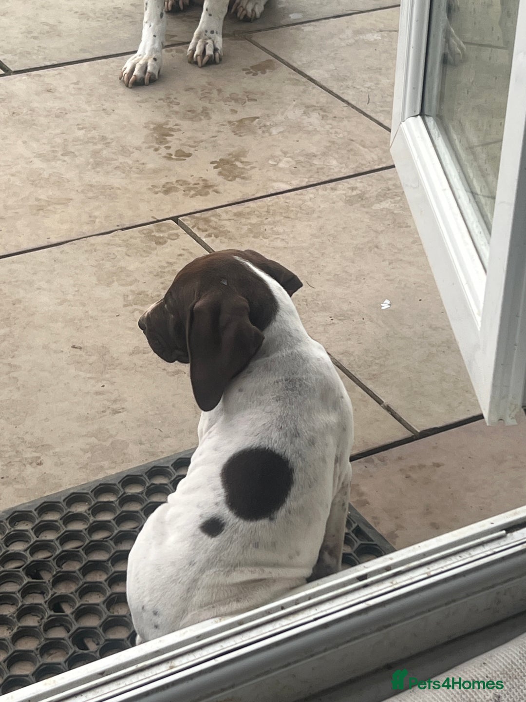 German Shorthaired Pointer dogs for sale: German shorthaired pointer - Image 10