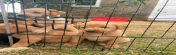 Labrador Retriever dogs for sale: KC registered Labrador puppies - Advert 7
