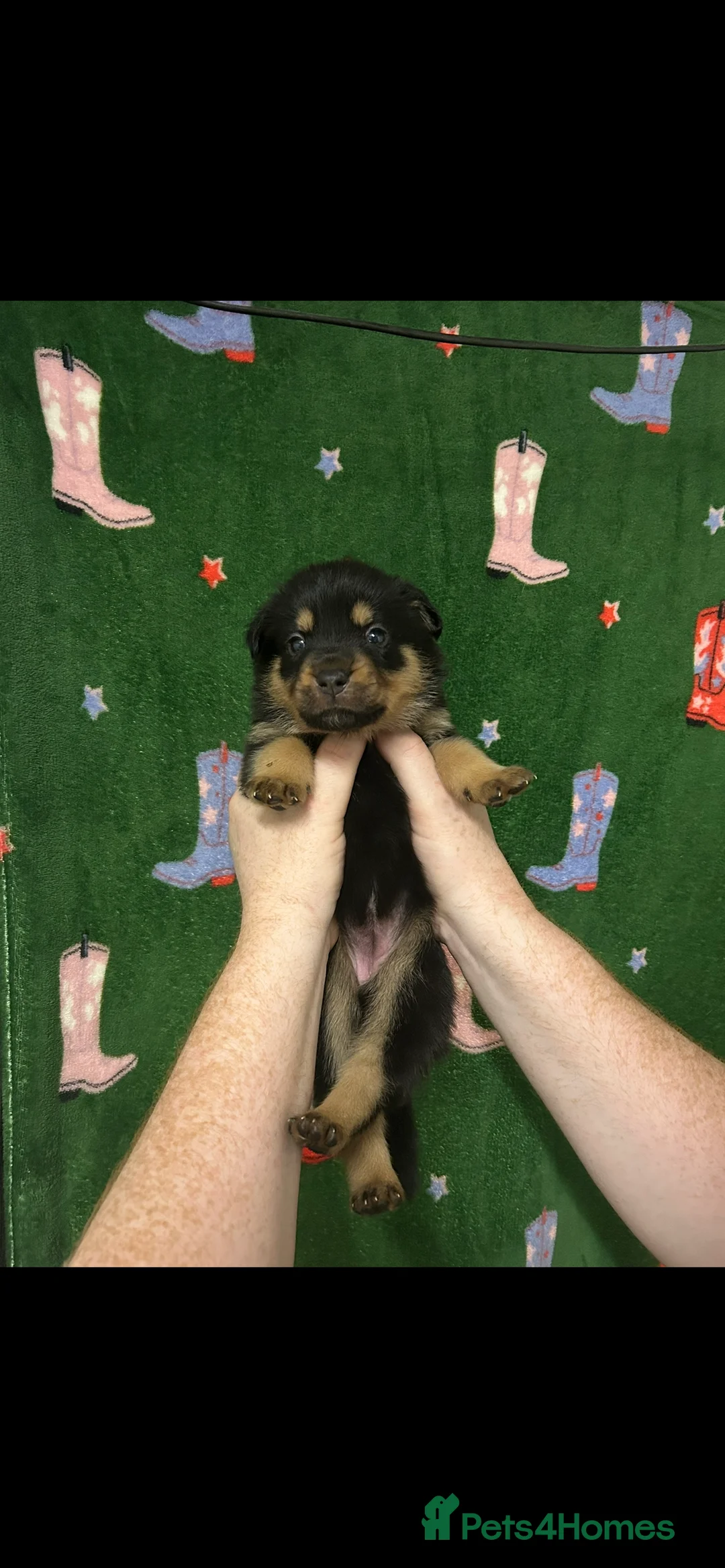 Mixed Breed dogs for sale: Swiss Shepherd Rottweiler  mix breed puppies - Advert 26