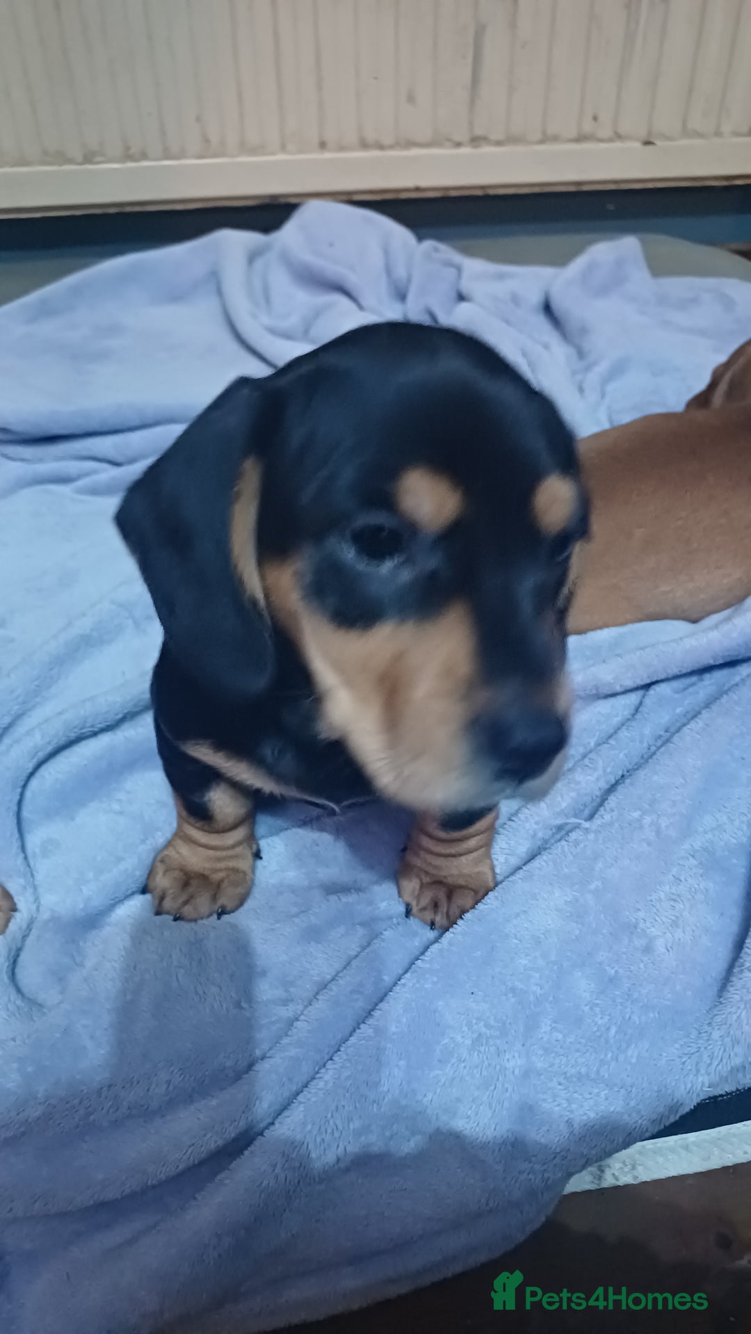 Mixed Breed dogs for sale: Miniature dachshund cross french bulldog - Advert 3