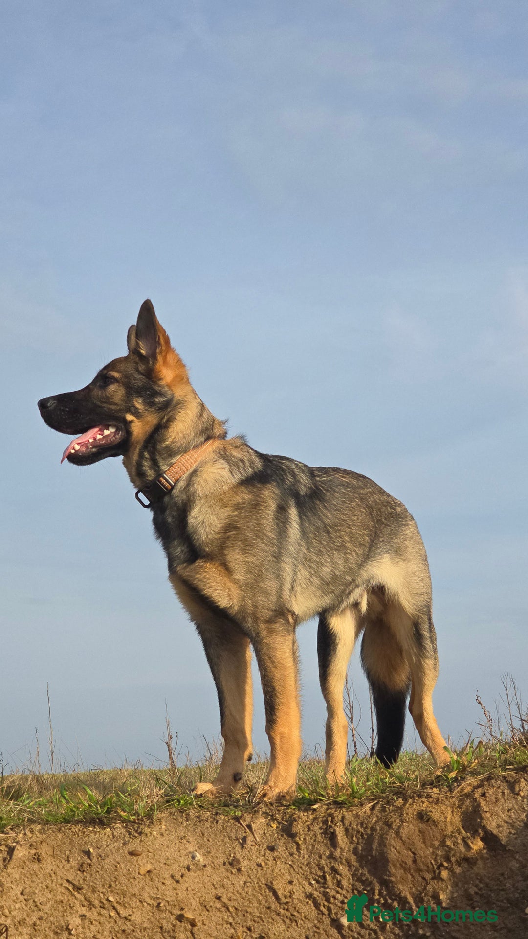German Shepherd dogs for sale: 7 month old German Shepherd  - Advert 1