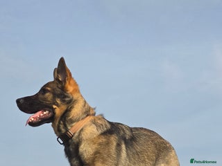 German Shepherd dogs 7 month old German Shepherd - Advert 1