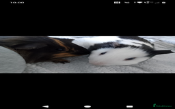 Guinea Pig rodents for sale: Two male guinea pigs 6 months old - Image 3