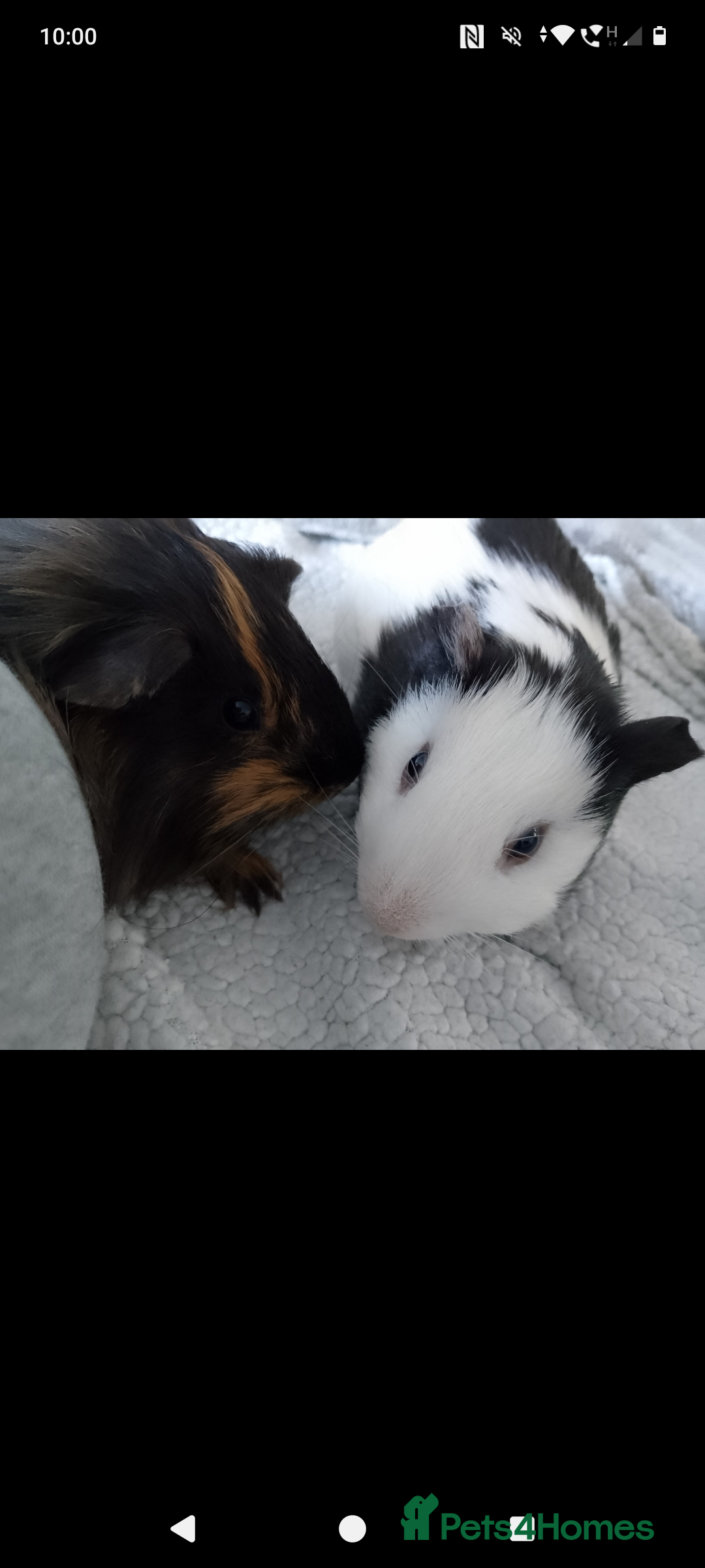 Guinea Pig rodents for sale: Two male guinea pigs 6 months old - Image 3