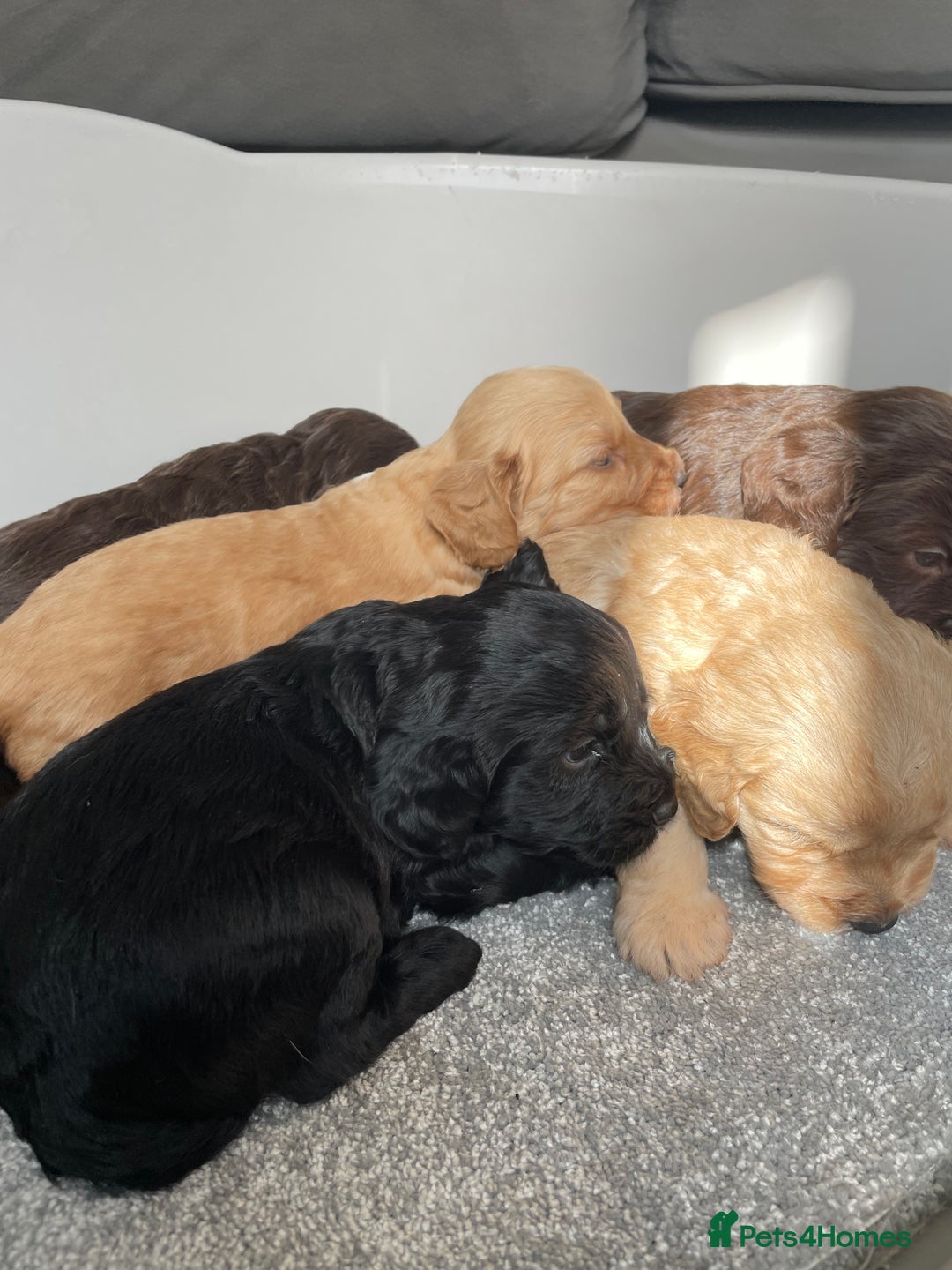 Cockapoo dogs for sale: F1 cockapoo p,r.a clear test - Image 31