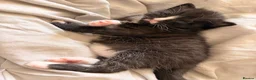 Mixed Breed cats for sale: 3 beautiful black and white tabby kittens for sale - Advert 16