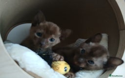 Burmese cats for sale: GCCF Reg. Burmese Kittens  - Image 2