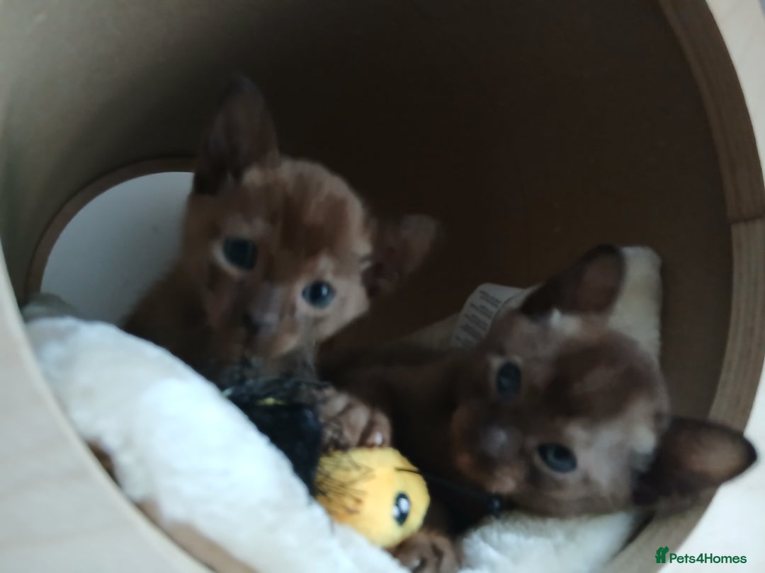Burmese cats for sale: GCCF Reg. Burmese Kittens  - Image 2