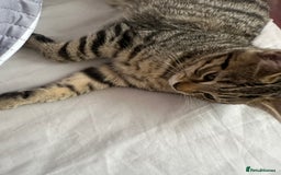 Maine Coon cats for sale: Maincoon mix female kitten - Image 5