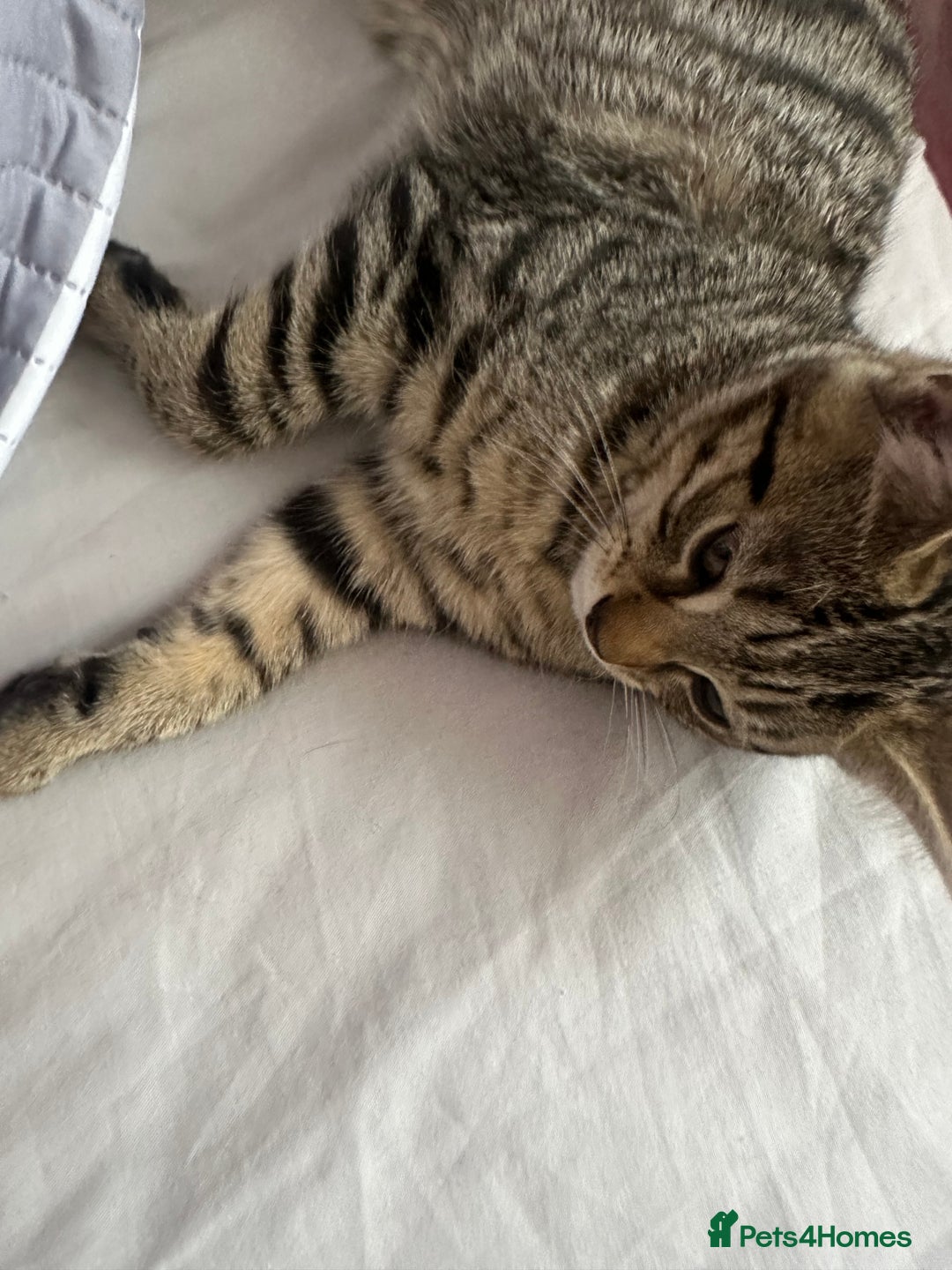 Maine Coon cats for sale: Maincoon mix female kitten - Image 5