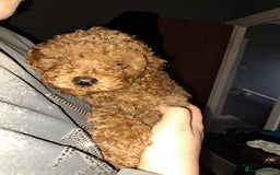 Cockapoo dogs for sale: Stunning toy cockapoo - Image 4