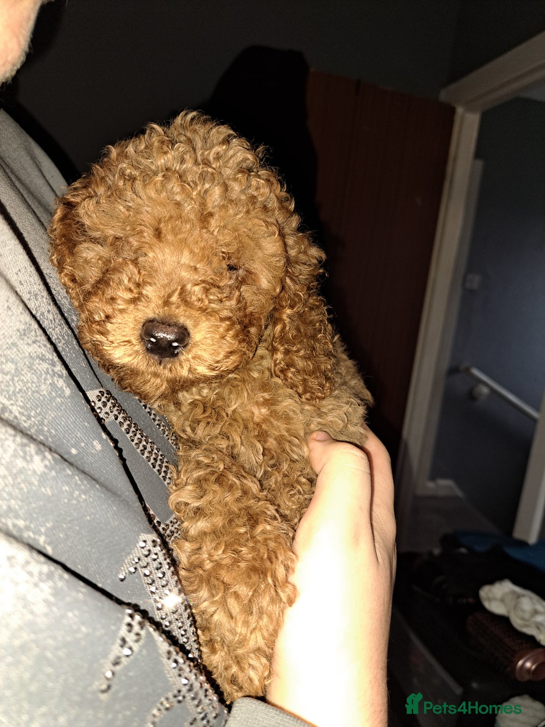 Cockapoo dogs for sale: Stunning toy cockapoo - Image 4