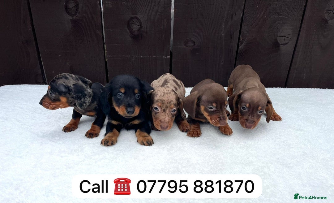 Miniature Dachshund dogs for sale: Dachshund puppies 5Boys  - Image 5
