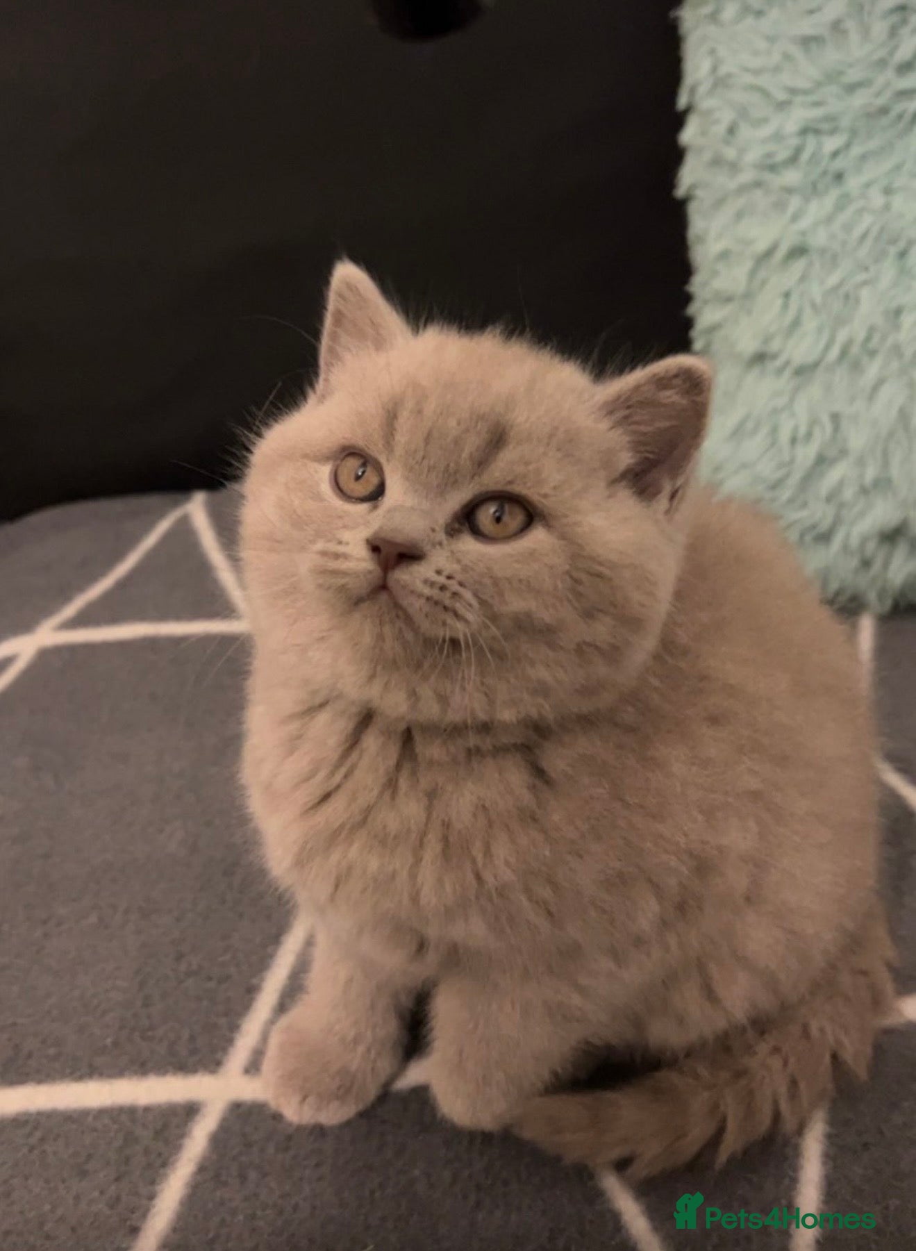 British Shorthair cats Male and female Lilac British Shorthair Kittens!  - Advert 7
