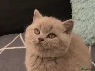British Shorthair cats Male and female Lilac British Shorthair Kittens! - Advert 7