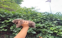Pomeranian dogs for sale: 🌟 Adorable Pompom’s Ready to Melt Your Heart! 🌟 - Image 3