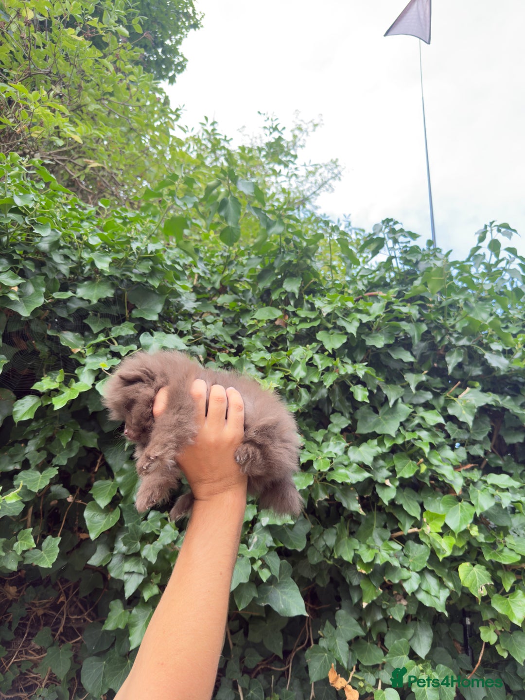 Pomeranian dogs for sale: 🌟 Adorable Pompom’s Ready to Melt Your Heart! 🌟 - Image 3