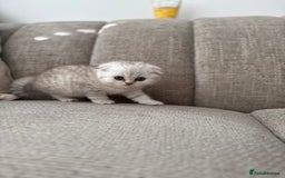 Scottish Fold cats for sale: Chunky Scottish fold boy  - Image 6